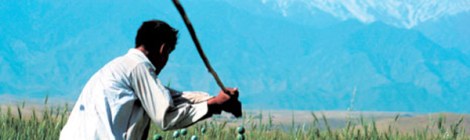 멀리 우람한 산맥이 바라다 보이는 아프가니스탄 동부 낭가르하르의 들판에서 아편 박멸작업이 한창이다. 가난한 아프간 농민에게 아편재배는 때로 유일한 생계수단이다. (Phto by Lee, Yu-Kyung)